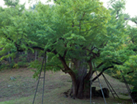 Tree: Ginkgo Tree