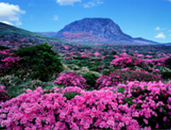 Flower: Royal Azalea 